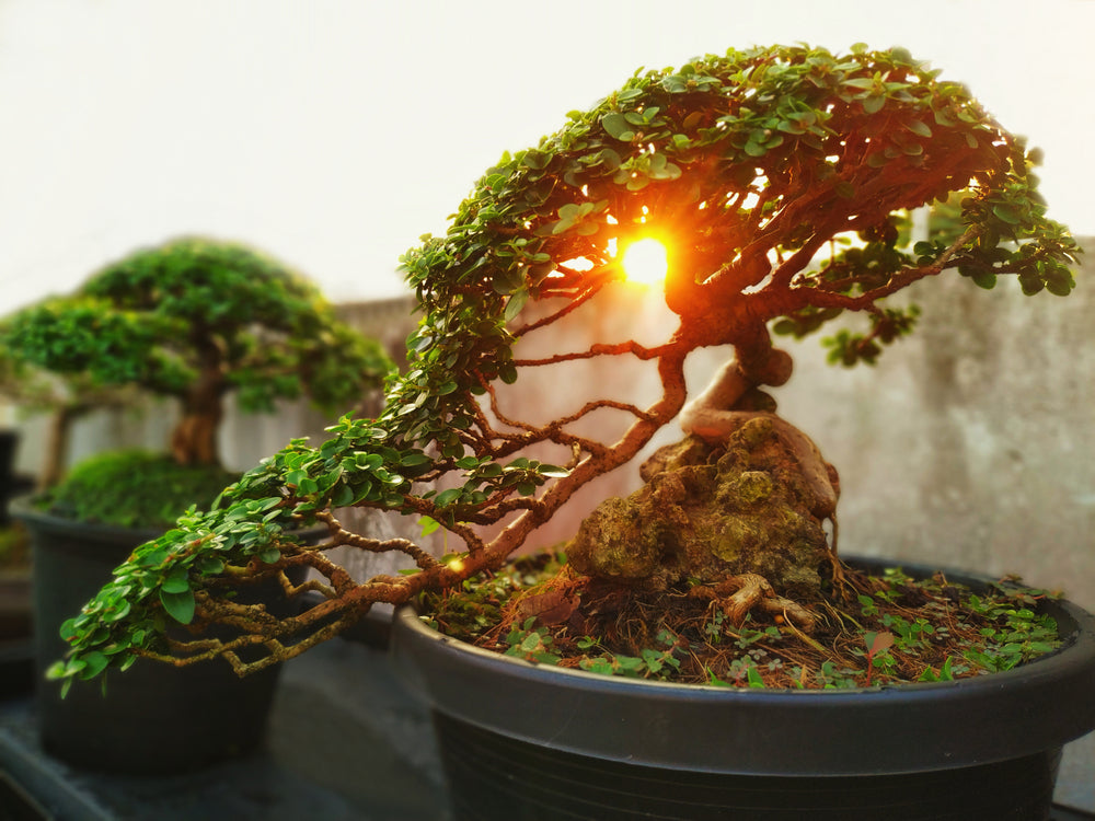 A small bonsai is growing in a black pot, overlaid with the light of the orange sun