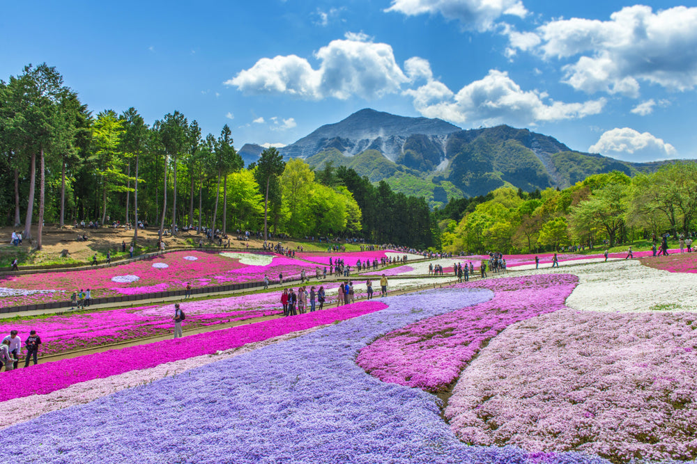 Shibazakura Chichibu Saitama