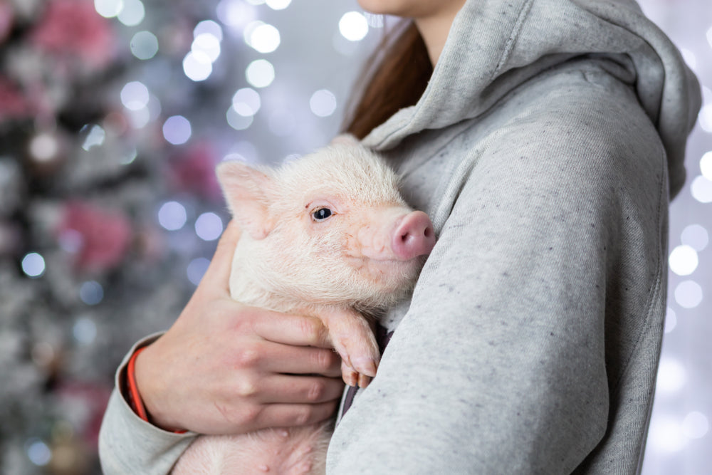 Cute newborn cub of mini pig sitting on human's hands