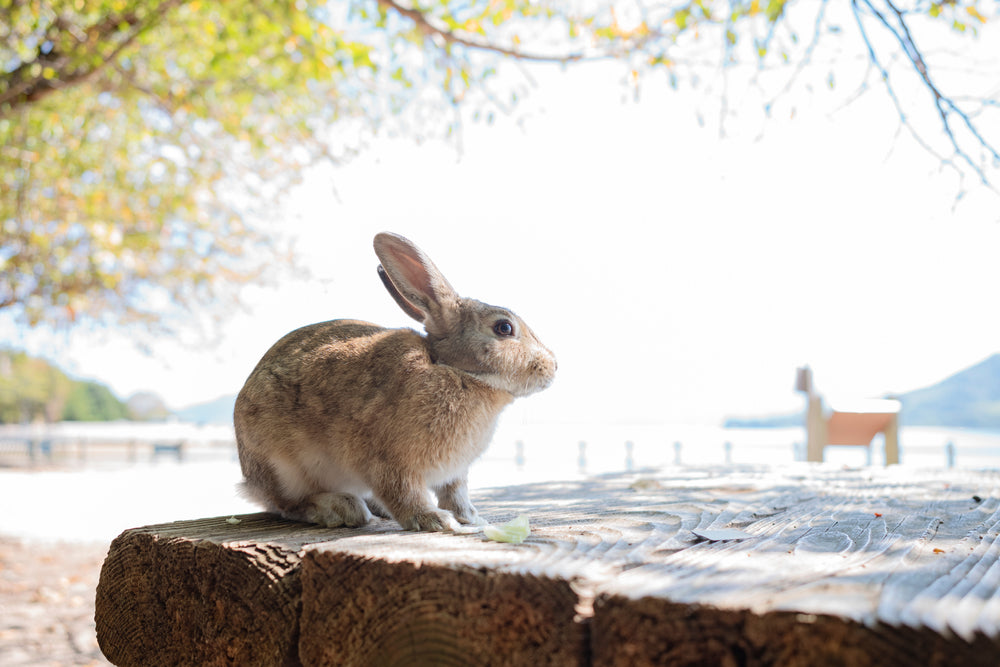 Cute rabbit with big eyes in Okunoshima, Japan