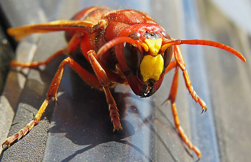 Should You Be Afraid Of Japanese Killer Hornets?