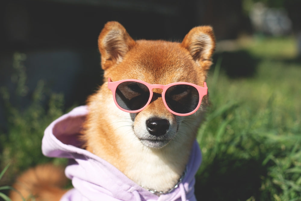 A shiba inu with sunglasses.