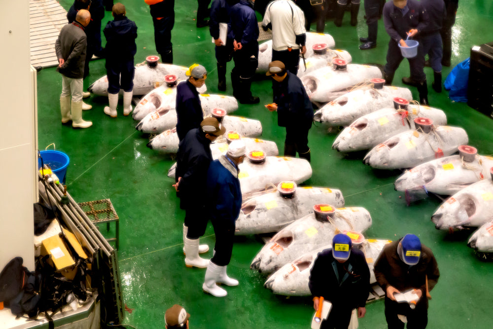 Navigating Toyosu Market: Tokyo's Premier Fish Trading Hub