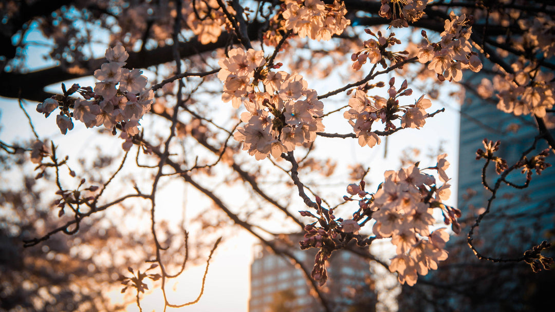 We tried Starbucks Japan's Sakura Frappuccino