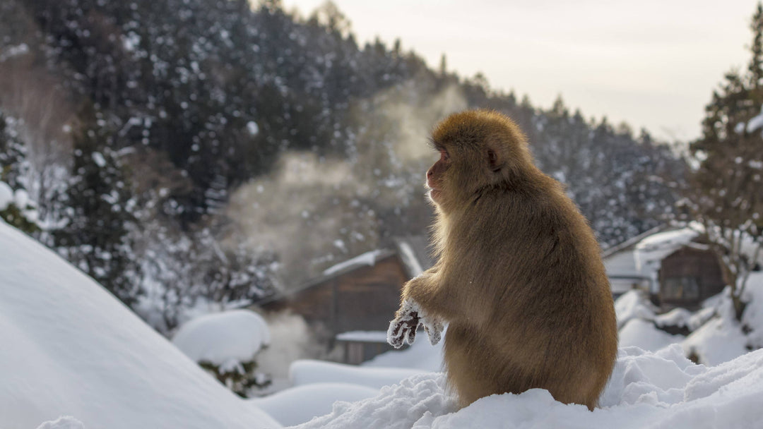 5 Places to Get Close to Nature in Japan