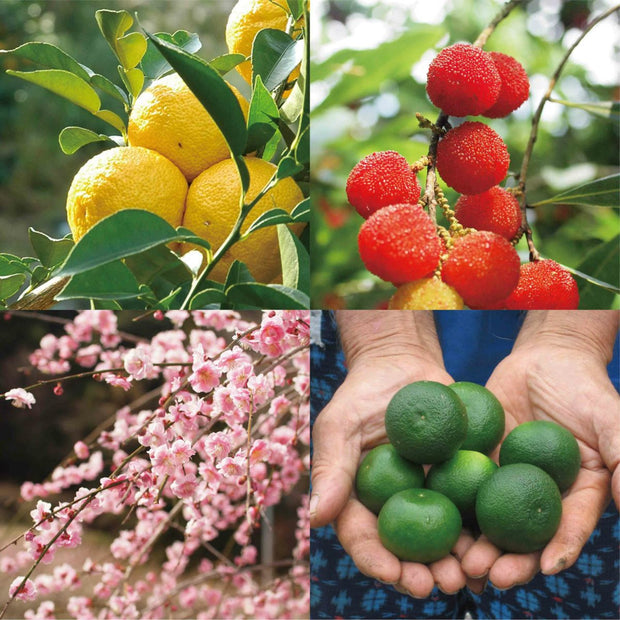 Yuutama Japanese Fruit Jelly (7 Pieces, 6 Flavors)